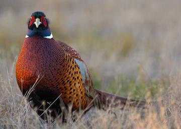 Marsdens Feeds (@marsdensfeeds) on Twitter photo 