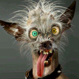 Lj Bango tweet media