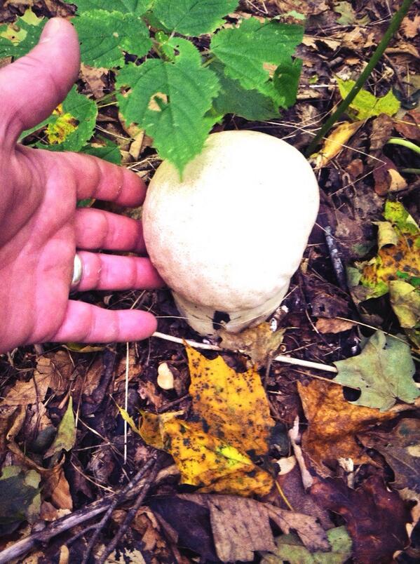 Chef_Scully's tweet photo. Found some nice giant puff ball mushrooms in the Park McCullough woods this fall. http://t.co/7To3JswfrJ