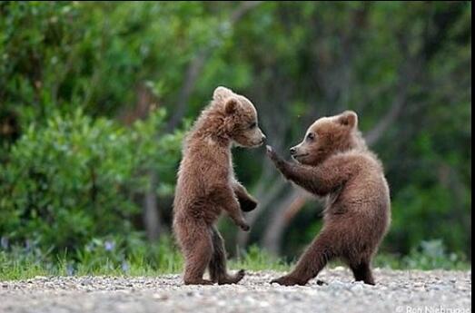 Animalizations's tweet image. Come at me bro