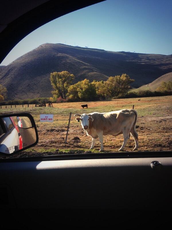 shayyylamarie's tweet image. The wonderful things I find when I'm out seeing customers... #wrongsideofthefence