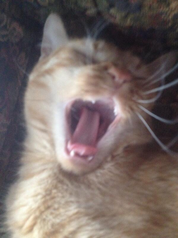 SubTeachProbs's tweet image. What I looked like yelling all day #badclass