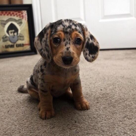 planetposts's tweet photo. This little guy will melt your heart. http://t.co/4ERV2h0Qb2