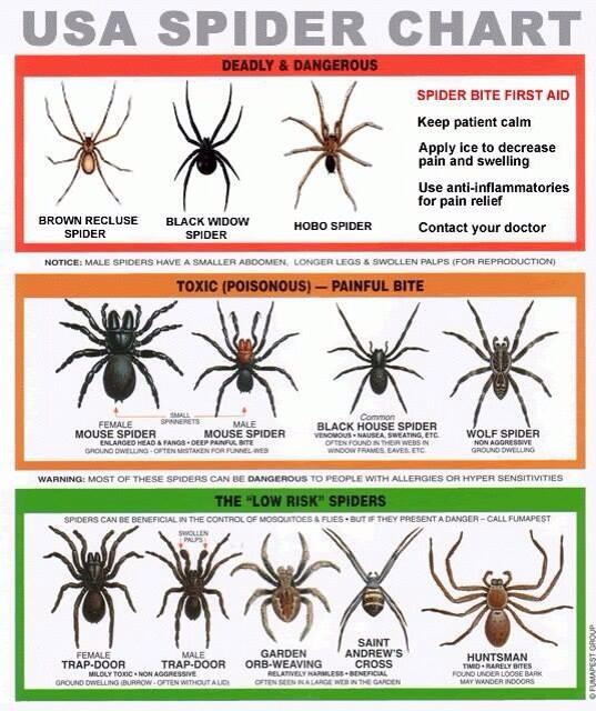 HornesPC's tweet image. USA Spider Chart/Curious about a spider? #spiderchart