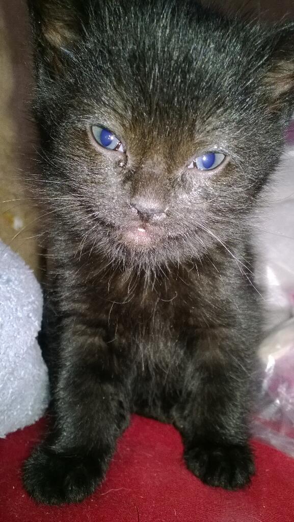 torirexxx's tweet image. Wish she was big enough to sleep with me :( I just wanna cuddle with her♥ #kitten #tolittle #cuddle