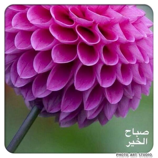 mostfa52 tweet picture