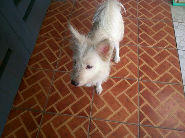 B_49_US's tweet photo. @infobdg ada anjing hilang daerah buah batu bagi yg merasa kehilangan silahkan mention.. http://t.co/ziDWVWS8dk