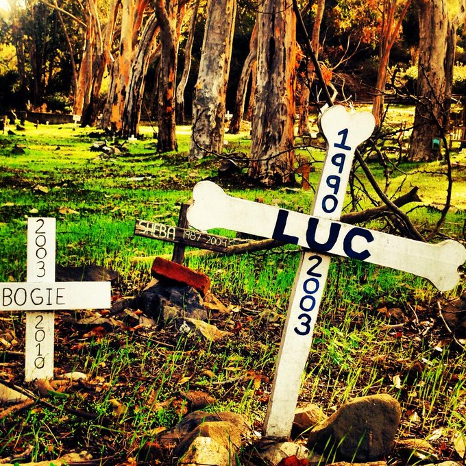 A true #PetCemetery 😯 http://t.co/hRhS89d6Ii<a href="/tag/petcemetery"class="tags">#PetCemetery</a>