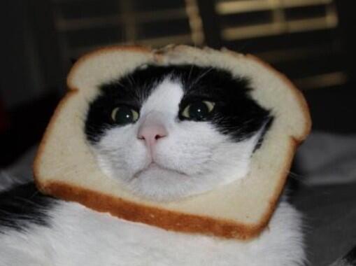 kellynotgreen's tweet photo. @ColleenB123 a bread cat to cheer u up http://t.co/ccqkvtQKuh