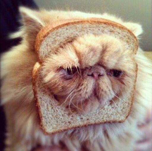 kellynotgreen's tweet photo. @ColleenB123 another bread cat to cheer u up http://t.co/Y2mL7qf3Fb