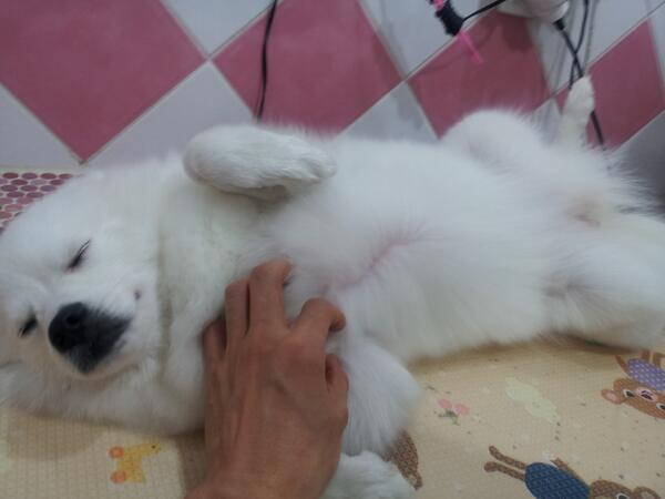 mi0413jin's tweet photo. 스피츠 고미 목욕후 드라이하는데 배보이더니 잔다 http://t.co/DeWladl9Ry