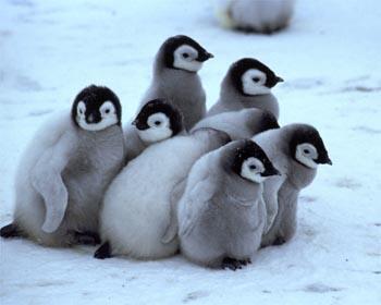 PenguinADay's tweet photo. Pengys: Nature's bowling pins. http://t.co/obUWUmJvLH