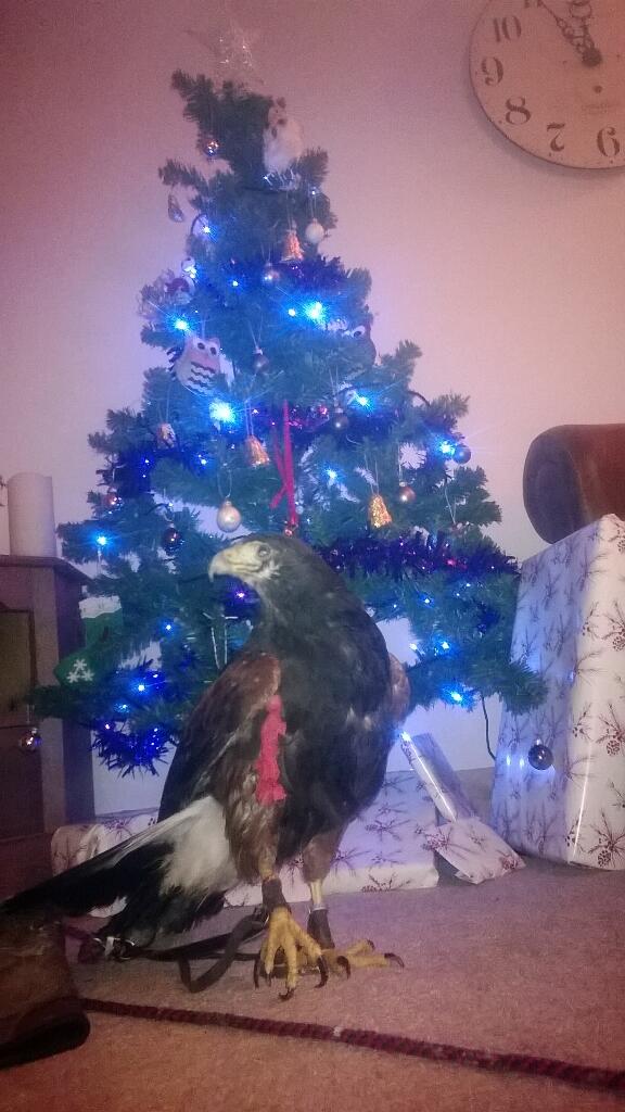 Poorly leg I thought Red cud do with Xmas cheer, shes convinced theres a rabbit under the tree <a href="/mothedonkey/">#mothedonkey</a> <a href="/CCVets1/">Companion Care Vets</a>