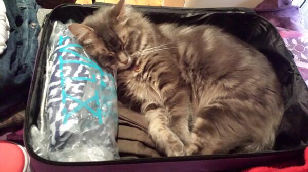 caitlinbruty's tweet image. My baby doesn't want me to go back to #nusnatcon #immissingout #illbebacktomorrow