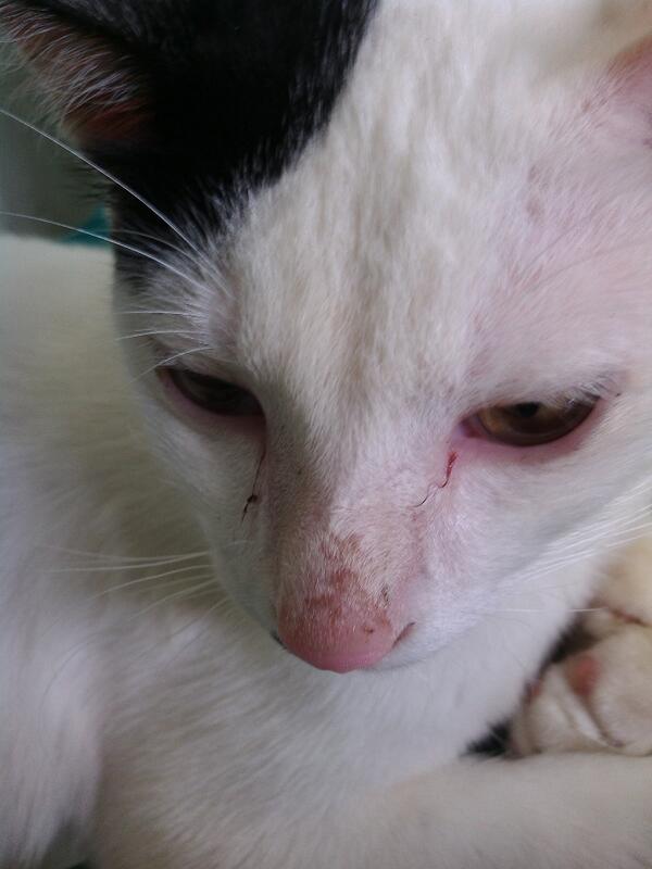 elangway's tweet photo. The cat is sleeping on the chair http://t.co/fM4t5ccPSG