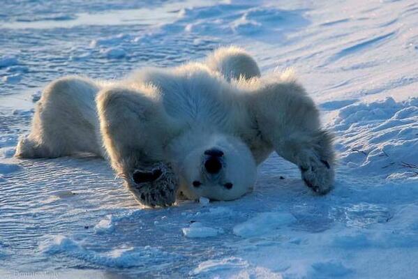 Greenpeace tweet picture