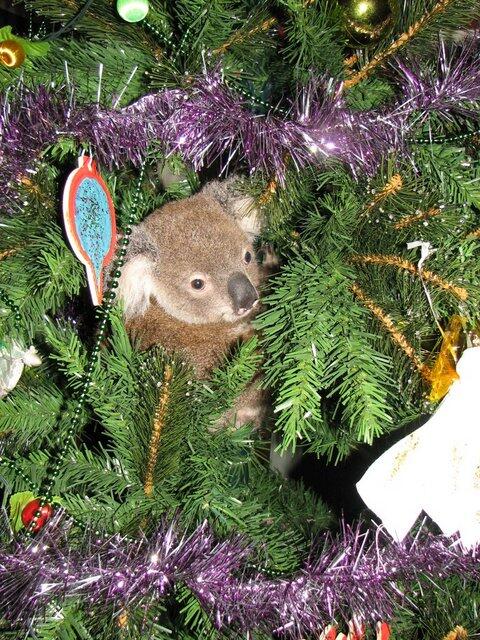 Christmas comes to Koala Hospital!