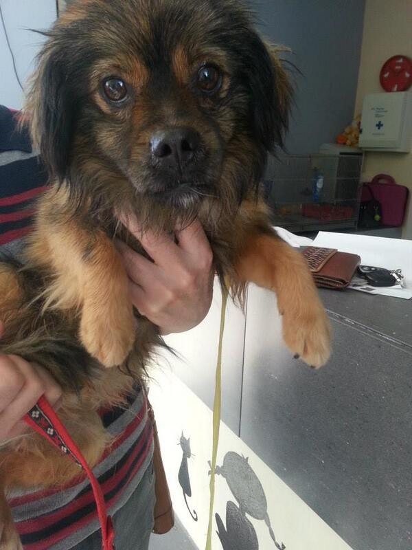 SPAPG's tweet photo. Toby, machito de unos 3 años. Muy, muy revoltoso y juguetón. Le encanta recibir mimos. Es tamaño pequeño. http://t.co/BgBsyhyUYQ