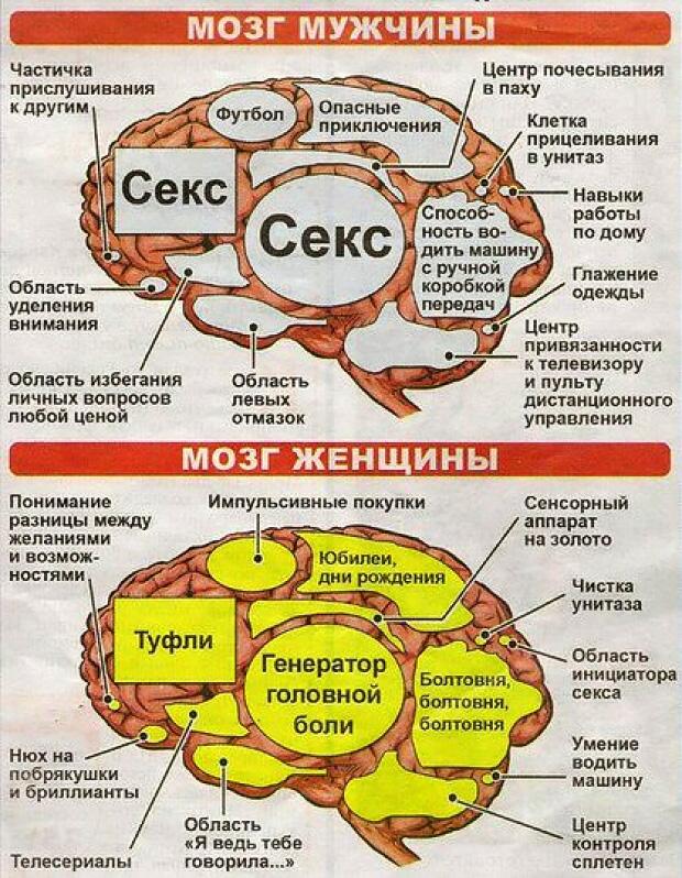 Картинки безумие, смешные картинки мозг женщины