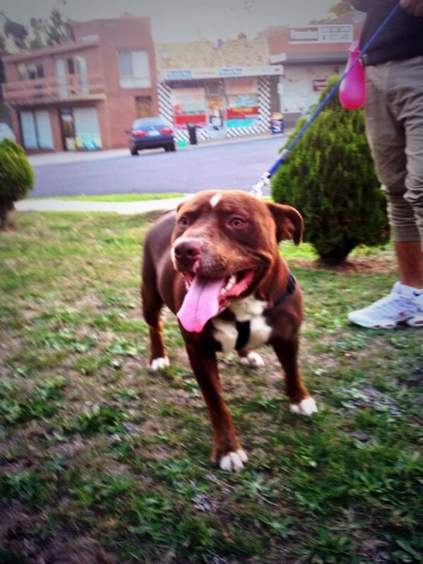 gary35540887's tweet image. Gonna miss you Benji boy! :(