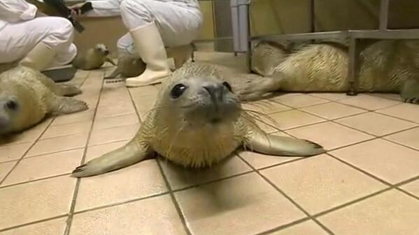 BBCNews's tweet photo. 100 seal pups were hurt &amp; orphaned in #UKstorm - see how a wildlife centre cares for some http://t.co/41GAYjdc8a http://t.co/Gh72fyAkVC