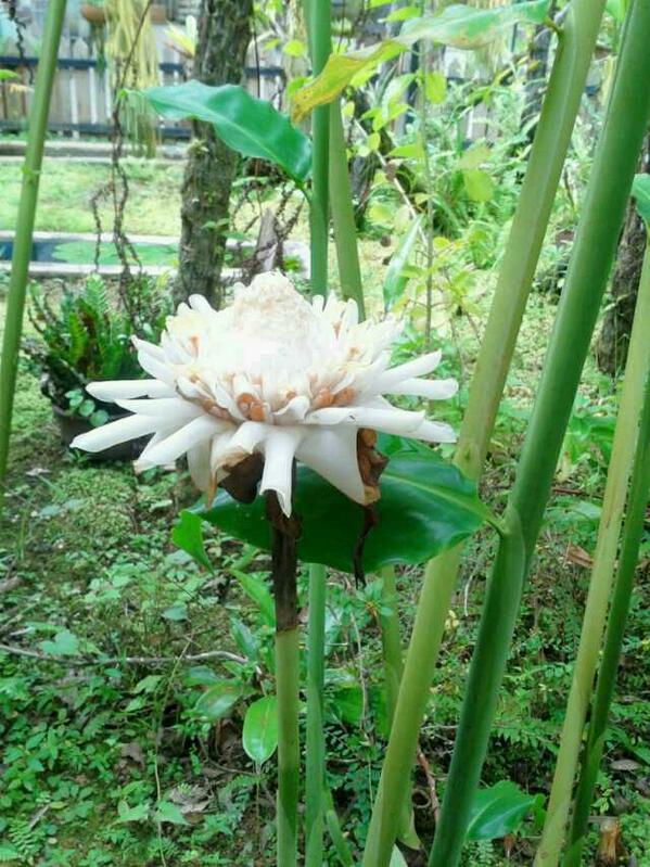 QuinnieEvanRose's tweet photo. Went up to see exotic monkey cups.. flowers more than plants... well which one do you prefer?? http://t.co/H84yaE0qJ3