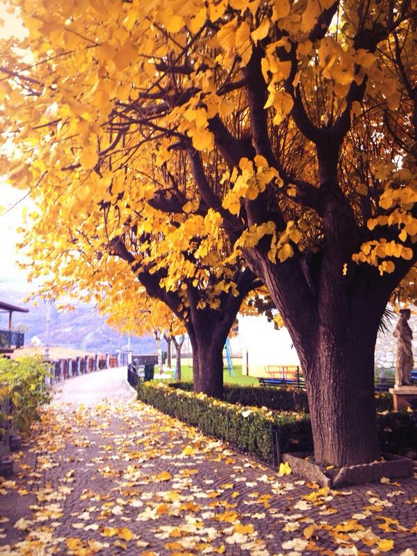 CiokRoss's tweet photo. 🍂🍂 Le stagioni della natura sono come quelle della nostra vita 😊☺🌳🌳 http://t.co/qnwJKMdoei