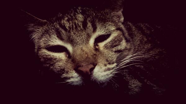 LUMITHECAT's tweet photo. Sleepy me is sleepy http://t.co/MKUuuO3gF6