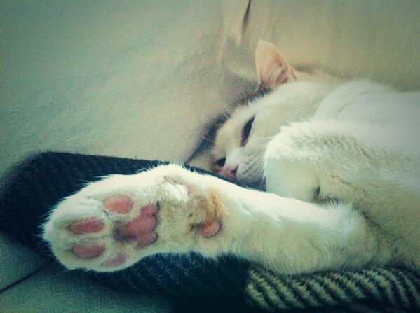 #Christmas #loveit #CatLife #WinterUnderLand #colder #meow #magicwinter #PeopleForAnimals #schoolisover 🍀🍗