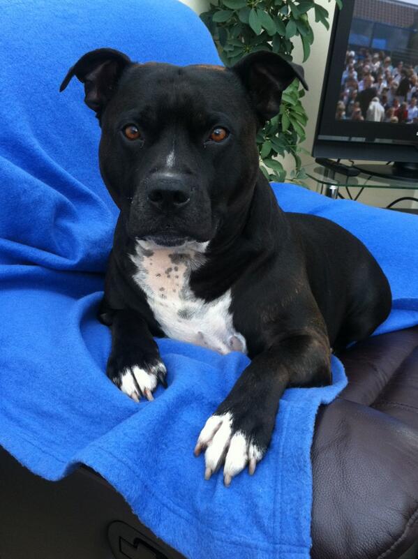 shell Panter tweet media