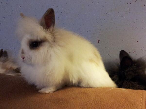 NETropical's tweet photo. New Lionhead Bunnies comming in tonight just in time for Christmas. http://t.co/a5MUmICtzd