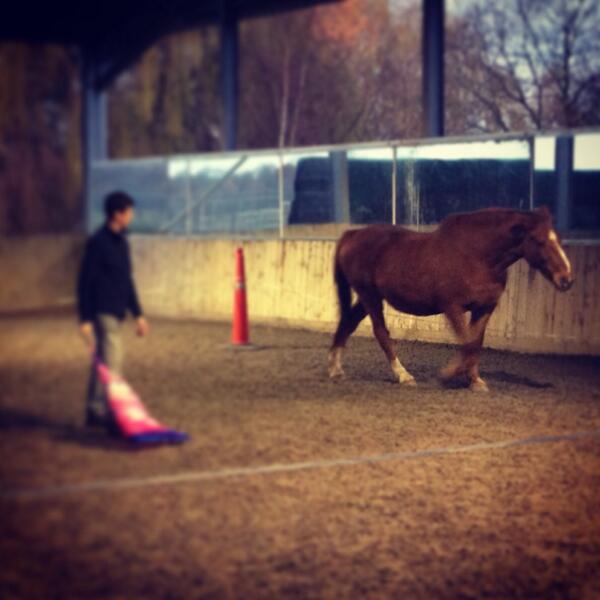 richardbea's tweet photo. #equinelearning http://t.co/vTfz2gmmqj