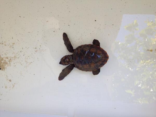 Maya Key's newest addition found washed up on the beach during a storm. He will be released when big and strong!