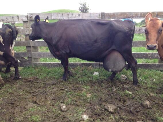 ballomes's tweet image. #hellova cow. Off to maccas for chrissy