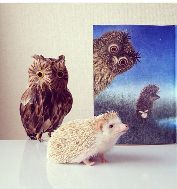 Сова ежик. Ежик в тумане филин. Ежик в тумане филин. Сова ежик. Ежики совята.