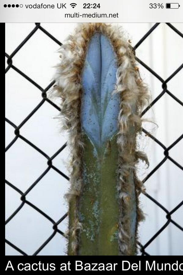 DColli83's tweet photo. @mikeypalm11 @spud114 not only a prick, but looks like a cunt as well! Jordan's perfect cactus http://t.co/ZgaU3zTd9m