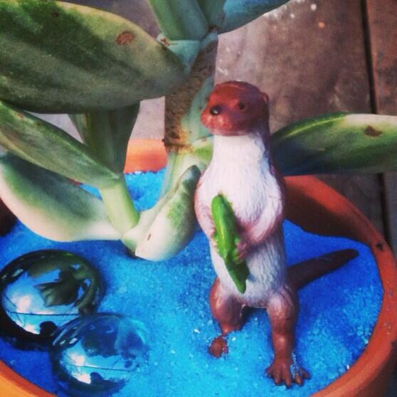 easucculents's tweet photo. OTTERLY amazing arrangements for Xmas! Live art grows! http://t.co/H6sSfTuBCb