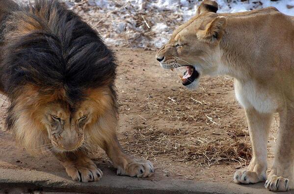 Even the king of the jungle knows not to upset his lady.