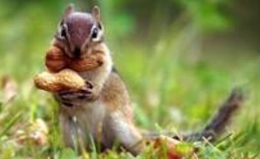 Animalizations's tweet image. Dont touch my food #mine