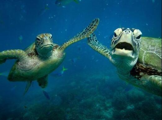 Animalizations's tweet image. When you get paired up with your best friend for a project