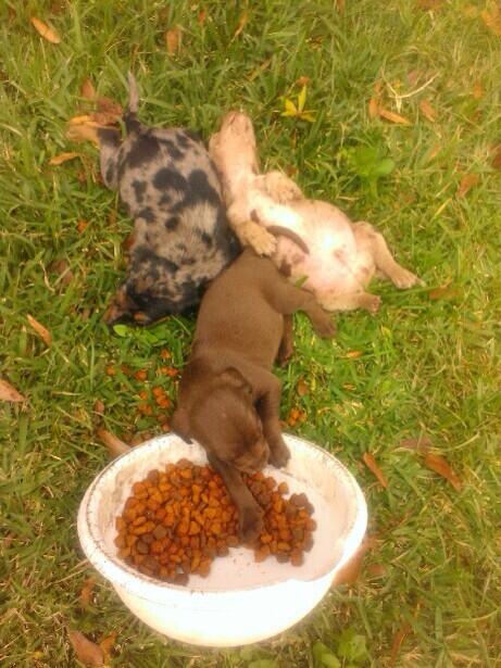 “@dfitz2338: Still got 8 puppies left!! Someone please get one 😳😁 #theyreFREE ” do they taste good?