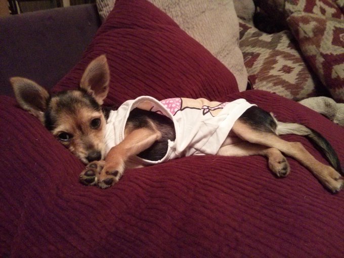 Aww my baby is lovin' this big comfy pillow http://t.co/BQ1bIUr2M2