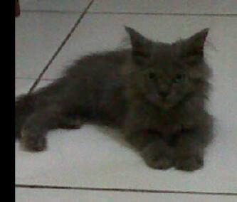 diana khanza tweet media