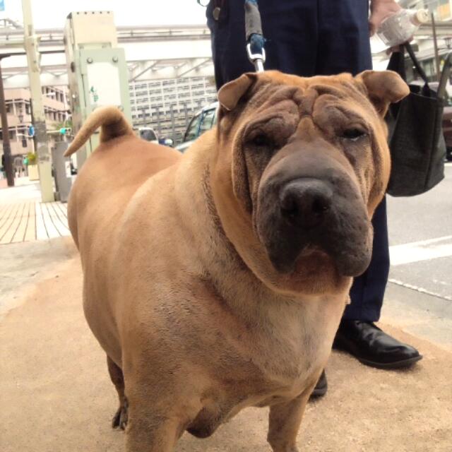 Lalatamaki Twitter ನಲ ಲ 出勤途中 あまりの可愛いさに素通り出来ずに声かけてしまった 巨体を揺らして歩くシャーペイ ササちゃん 12歳 元気に長生きしてね Okinawa Dog ﾁｬｲﾆｰｽﾞｼｬｰﾍﾟｲ 老犬 犬 Http T Co Bo9utnw407