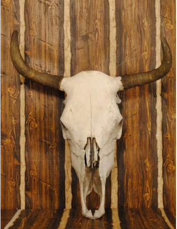 Barstad_Vintage's tweet image. peace out to the Authentic Bull Skull. Another #originalbatch item off to a new home! @katy_lohn  #barstadcollective