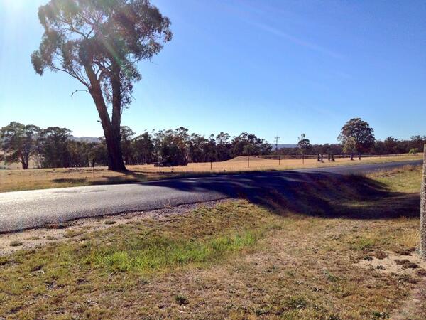 cactusian's tweet image. Day 40: OK, the stairs shot didn't work, so here's the view from #myfrontgate ... Lone duck in tree shadow