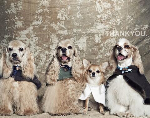 thankyoustudio1's tweet photo. #cockerspaniel #chihuahua #thankyoustudio_ wonderful family photo~ http://t.co/8XT8HdqJ5V http://t.co/vDzztu4IuA