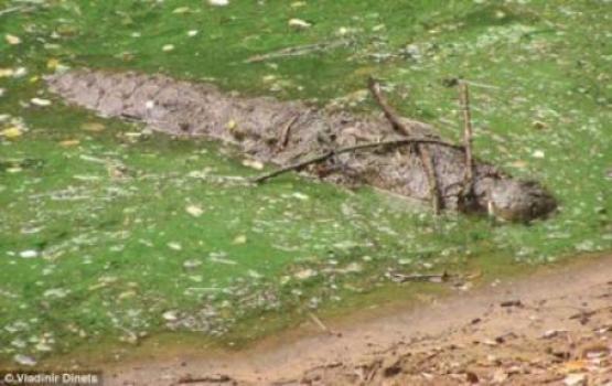 UnderWaterWorId's tweet photo. Some Crocodile species use twigs and sticks as lures to entice birds during nest building time
http://t.co/dWj54QiNHi http://t.co/BAFzSoLLik
