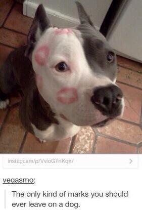 CuteWildIife's tweet photo. the only kind of marks you should leave on a dog http://t.co/AtZi58PdcQ