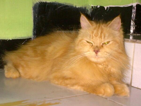 Cari adopter dengan mahar.. Ada yg mau g?<a href="/areaKUCING/">Miaaaaww!🐈</a>